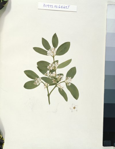 Botanische tekening, illustratie uit Veertig-en-een Botanische tekeningen met notities door Luigi Balugani